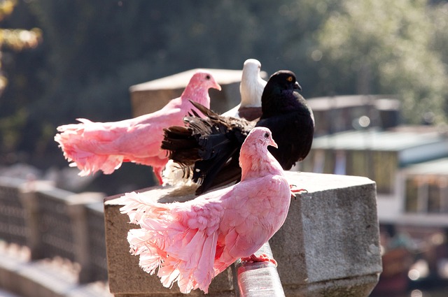 情和魅力 情和魅力
